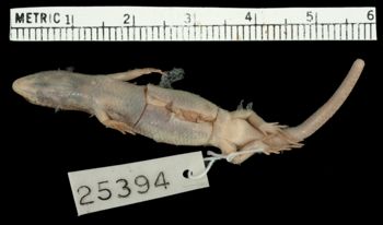 Media type: image;   Herpetology R-25394 Aspect: ventral